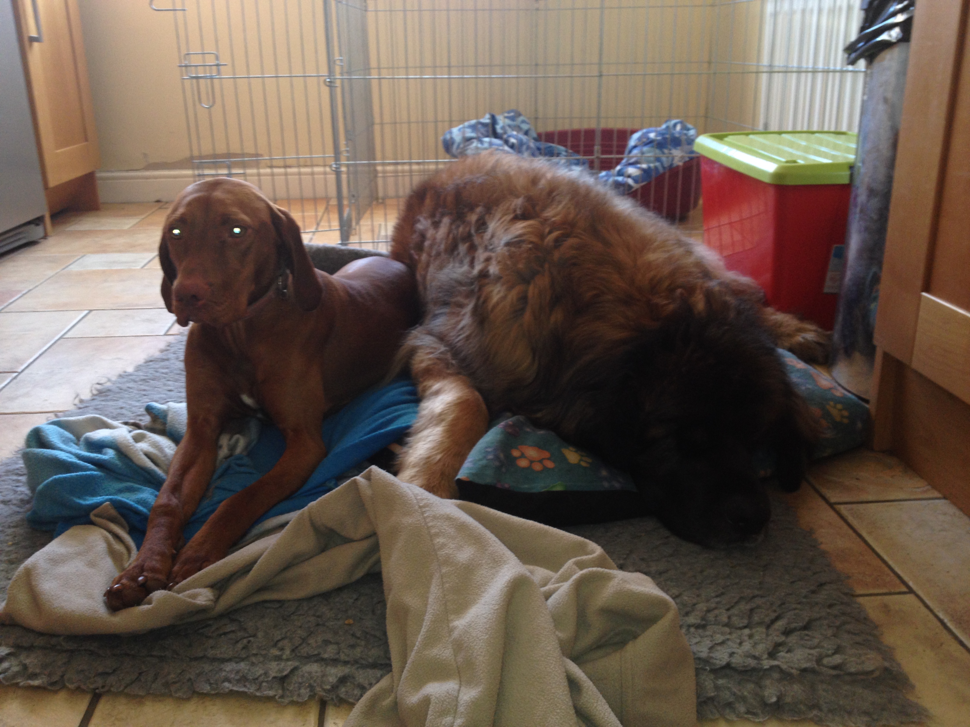 Rua the Vizsla on the left with my beautiful Leonberger Ivan on the right.