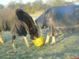 Sanyo and Fearn 15.02.08