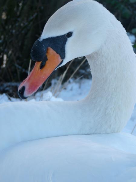 seven up in the snow