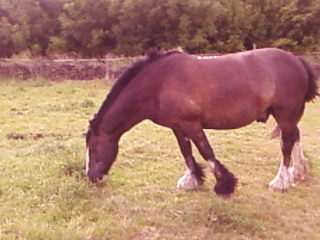 Shadow 3
