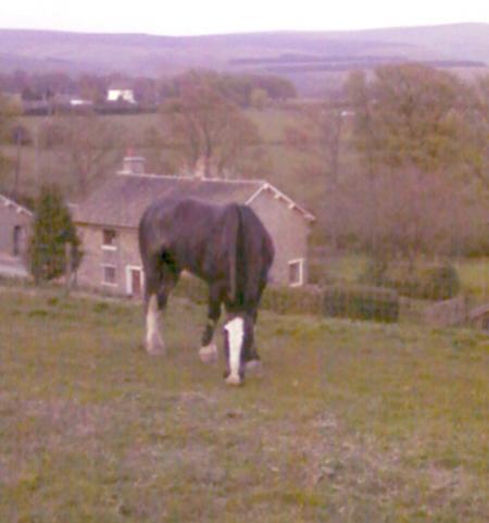 Shadow 7 years old on 26/04/09