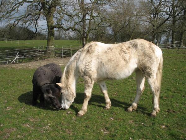 Snoopy and Barney <3