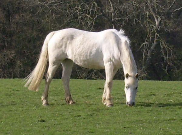 snoopy grazing