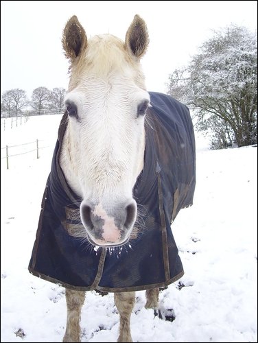 Snoopy in snow - april 2008