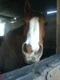Sovereign stable 09.02.08