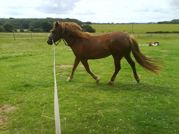Spazzy lunging