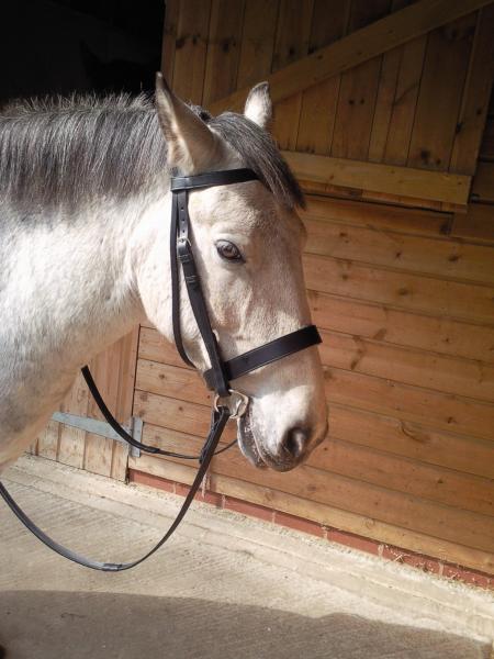 Sporting His New Bridle