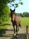 Summery big hoss