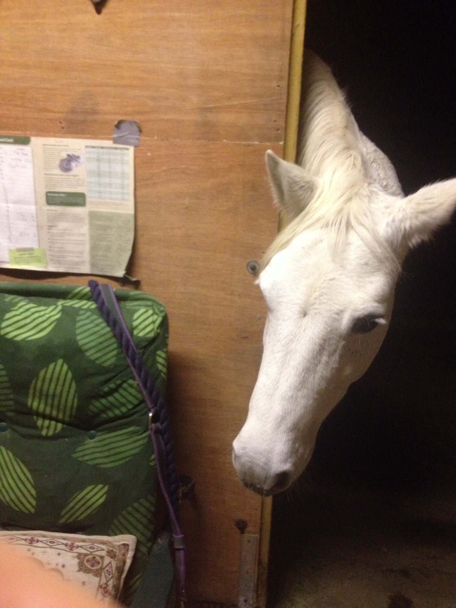 Sure there aren't carrots here?