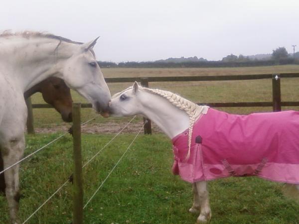 Sydney and ILPH Mr Ed