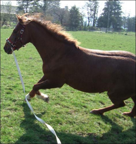 takes off on lunge