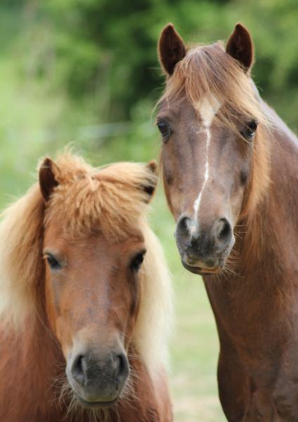 Teddy and Tango