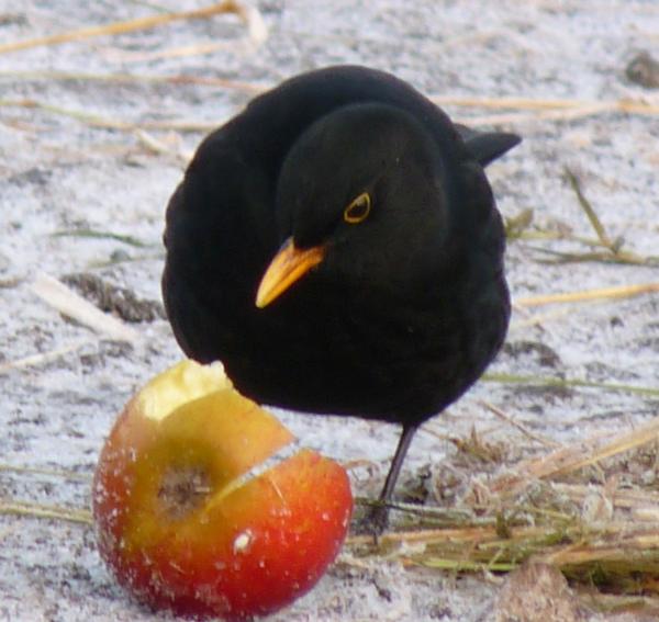 The blackbirds here eat as many apples as the ponies