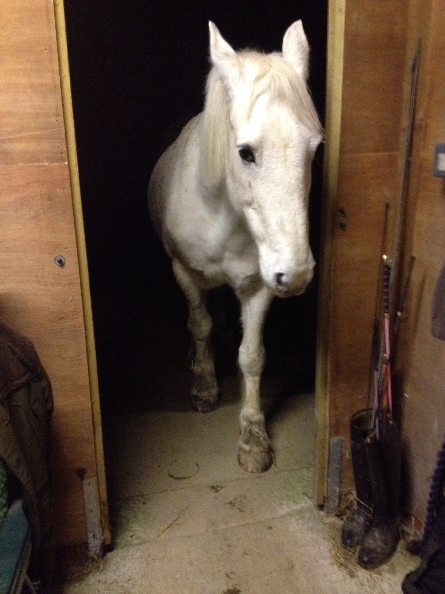 There must be carrots......