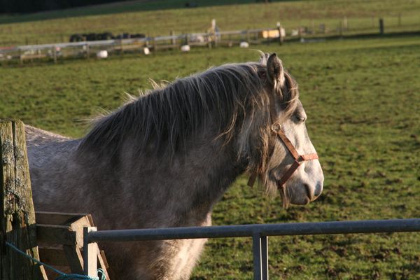 This was the day after she arrived.  The pony that "wouldn't" catch.  She put her foot through the gate when I left her field which is why I went back to her.
This is her after, saying, "what?  I didn't do nothing!"