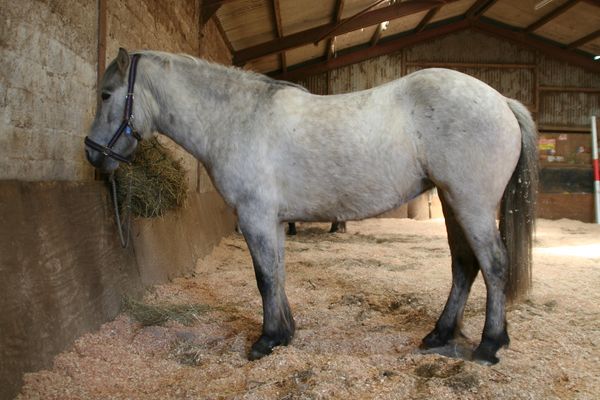 Tilly looking less of a highland than before (with spring coat).