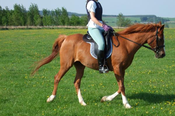 trot left head off