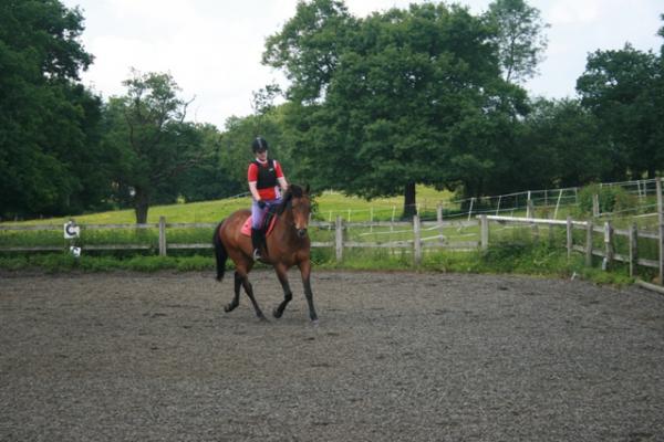 Trot sequence - 2