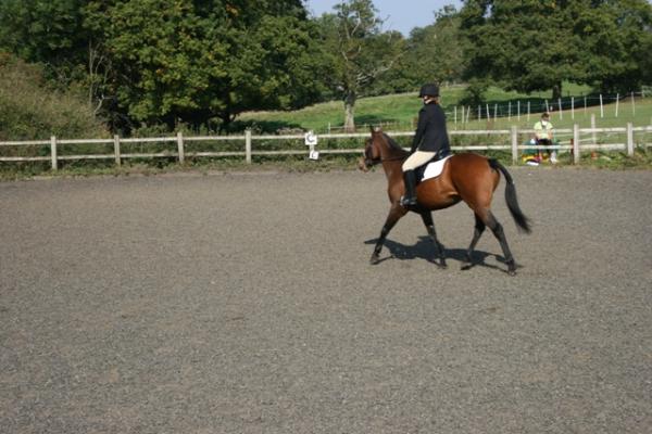 Trot