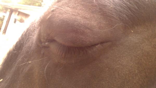 Ulcer - Shadow won't open eye as it's so painful