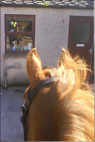vein horse
