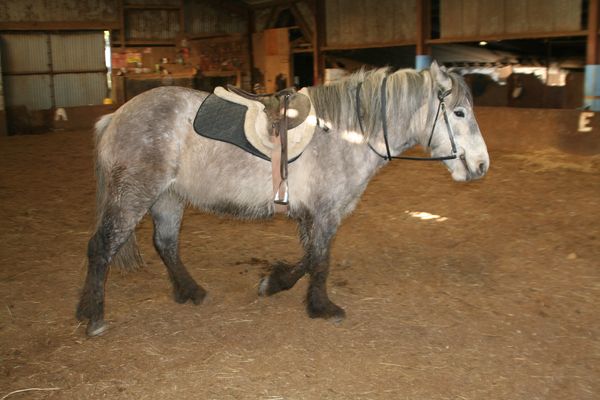 When backing her - we were now at the stage of join-up with tack.  and stirrups didn't bother her one iota.

Used a pony pad for this rather than a saddle!!
