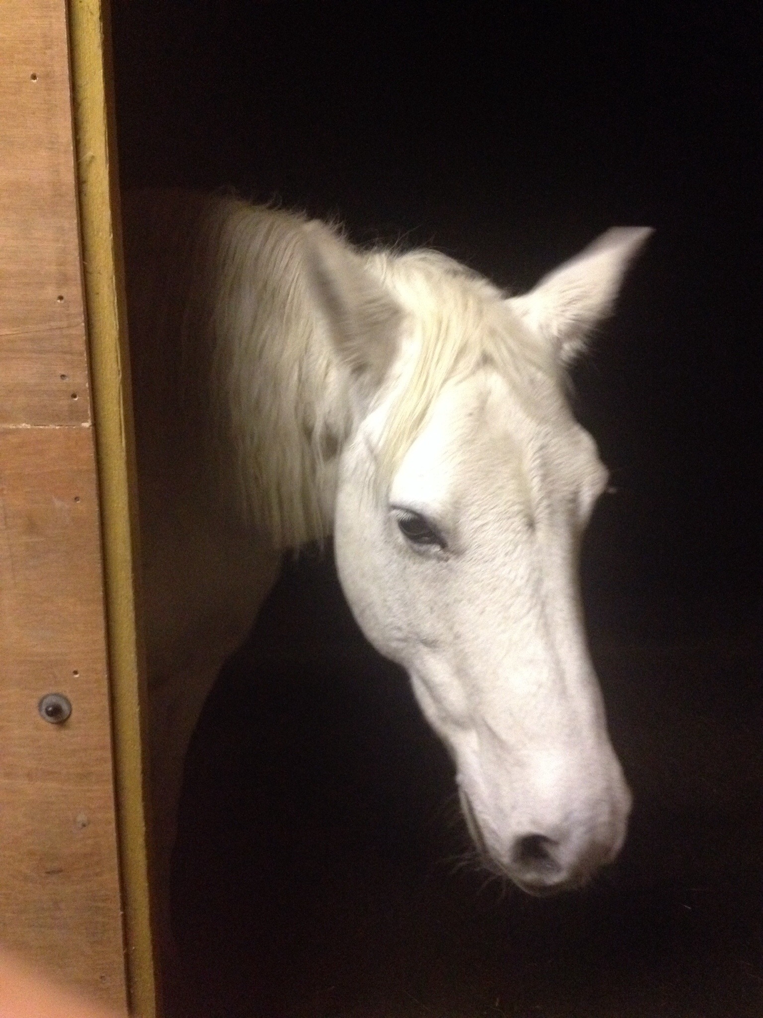 Wondering if there are carrots in the tack room