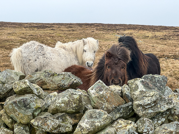 myshetland.co.uk