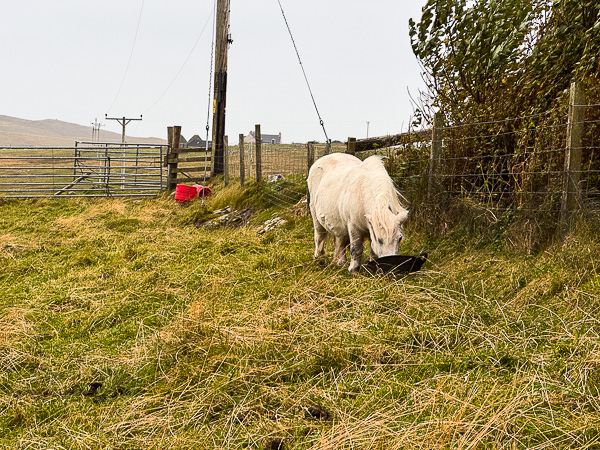 myshetland.co.uk