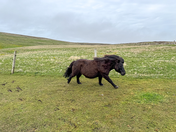 myshetland.co.uk