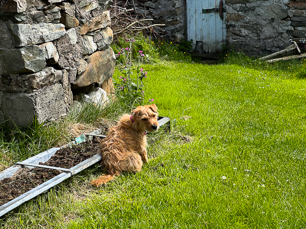 myshetland.co.uk