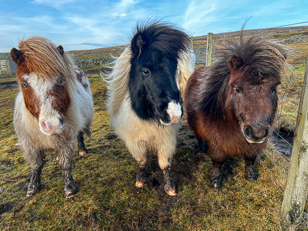 myshetland.co.uk