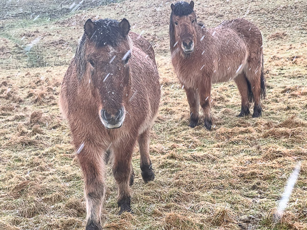 myshetland.co.uk