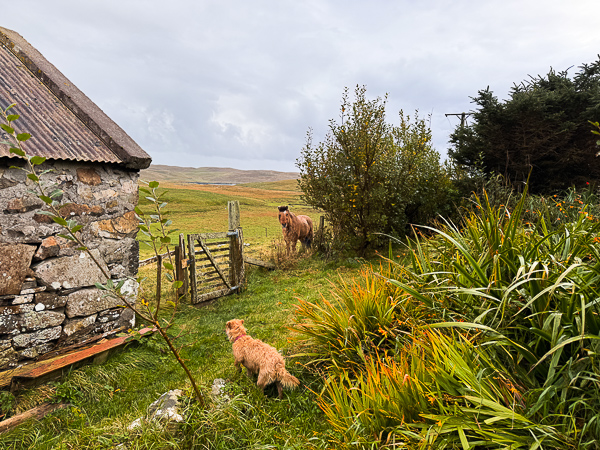 myshetland.co.uk