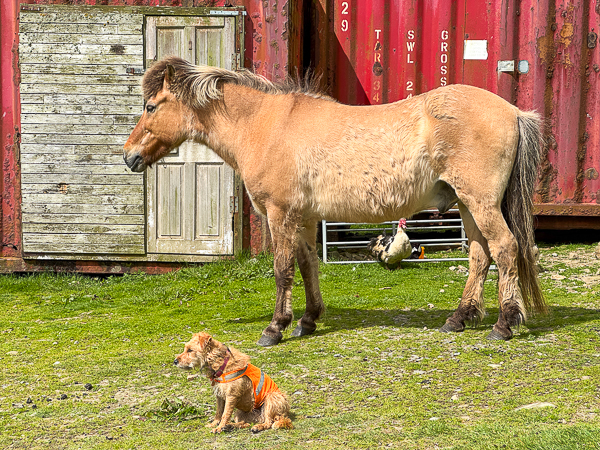 myshetland.co.uk