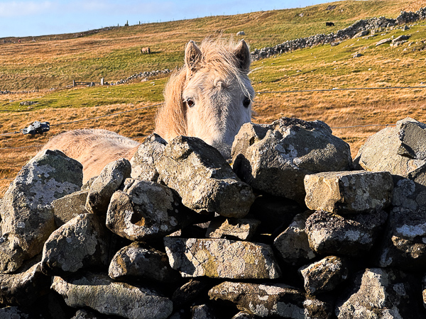 myshetland.co.uk