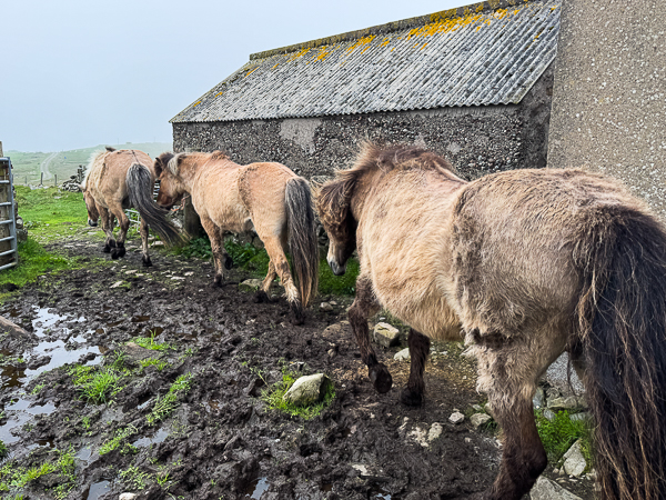 myshetland.co.uk