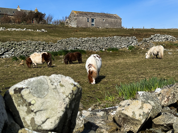 myshetland.co.uk