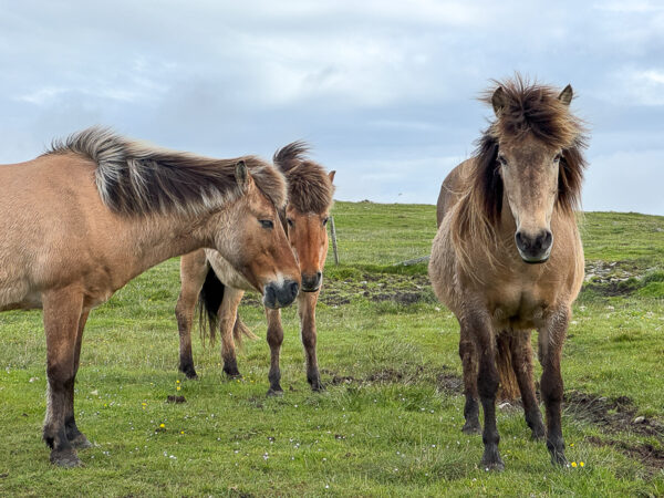 myshetland.co.uk