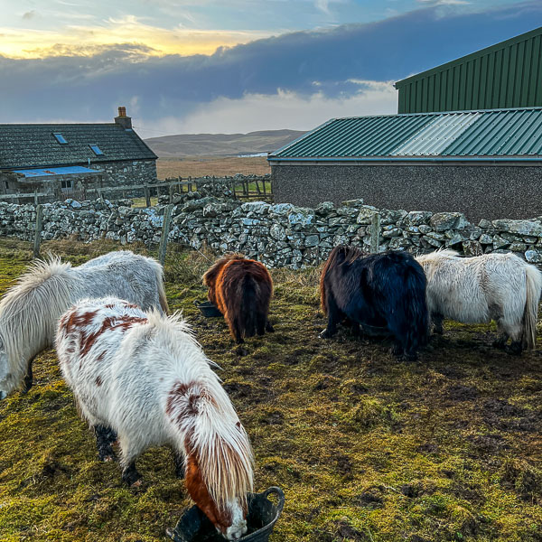 myshetland.co.uk