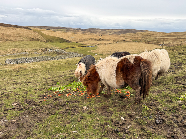 myshetland.co.uk