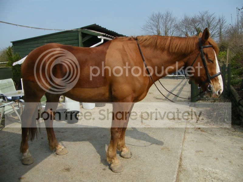 Alfiecanalandhorses045.jpg