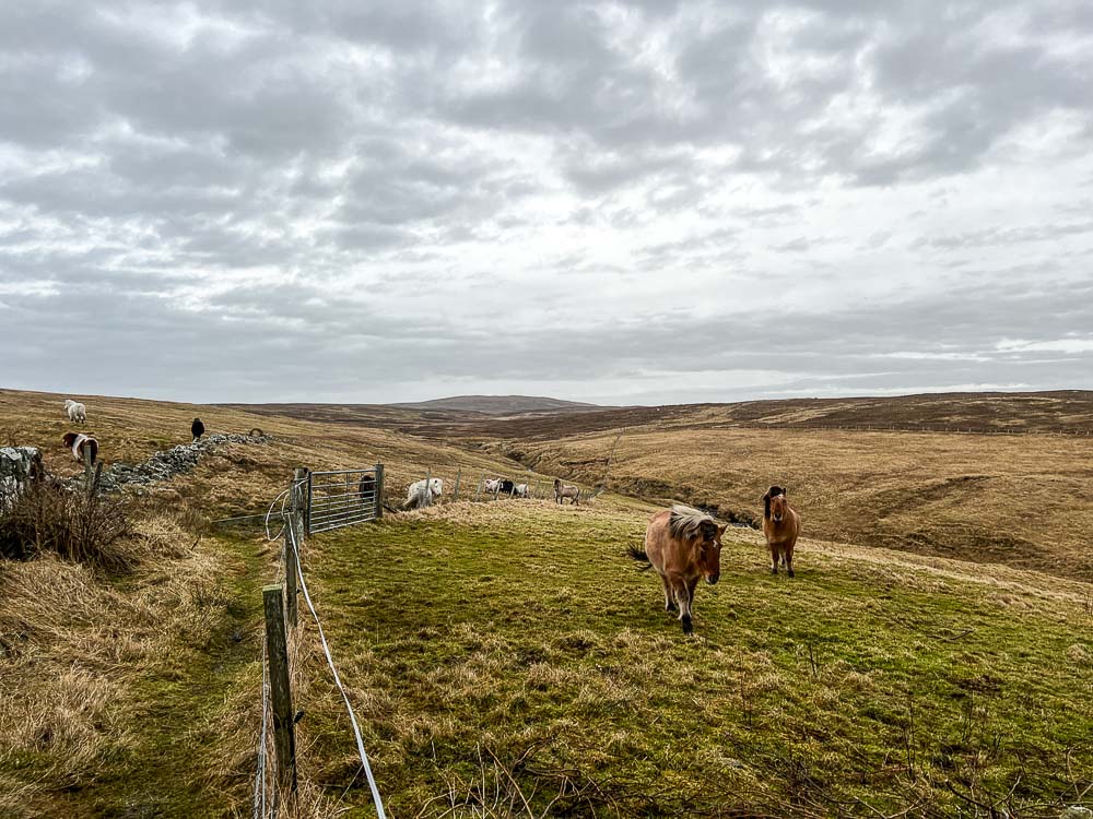 myshetland.co.uk