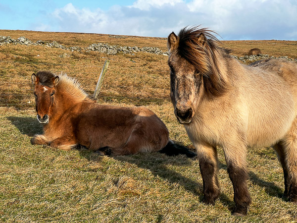 myshetland.co.uk