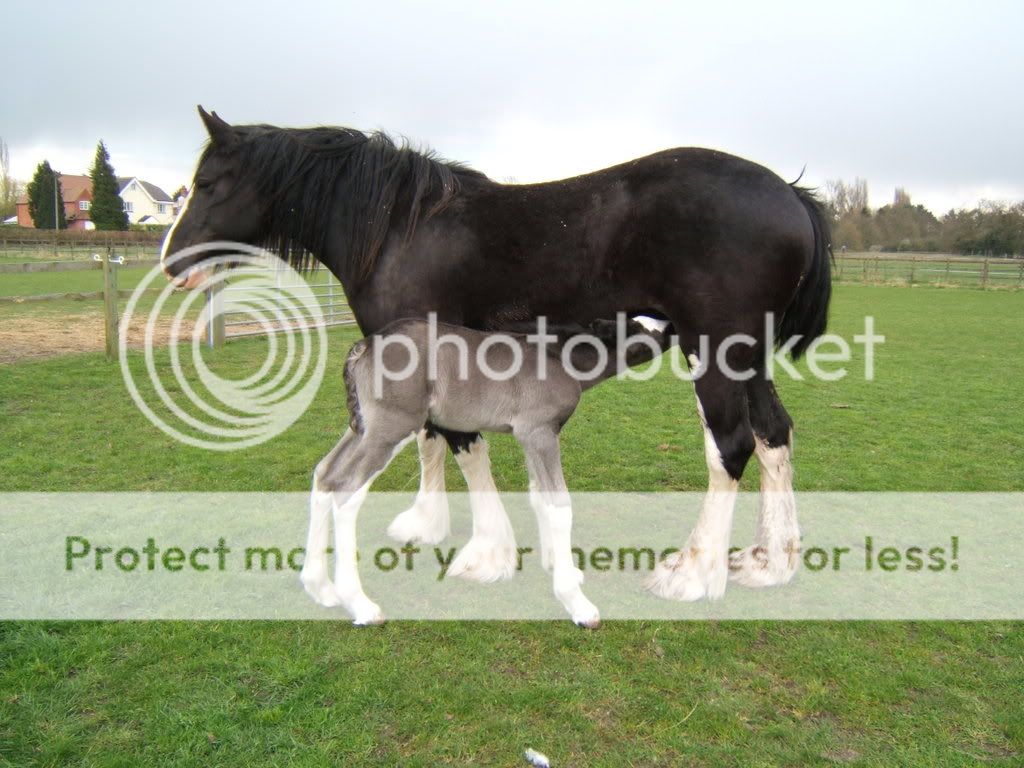 foal056.jpg